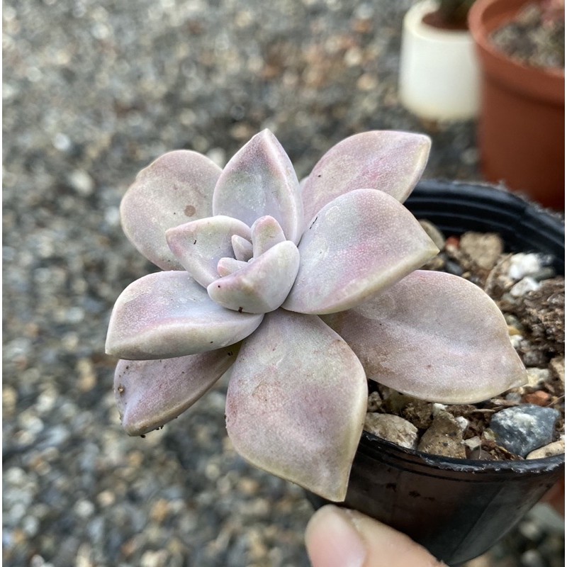 紅瓦仙肉屋朧月 多肉植物 景天 一物一拍編號 141 蝦皮購物