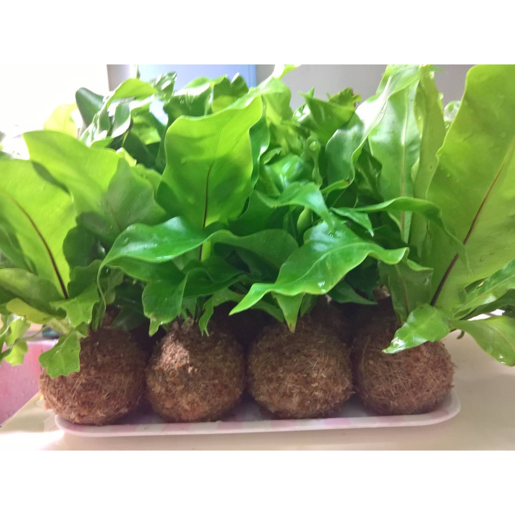 新手入門 苔球苔玉山蘇黃金葛吊蘭袖珍椰子合果芋心葉蔓綠絨 蝦皮購物