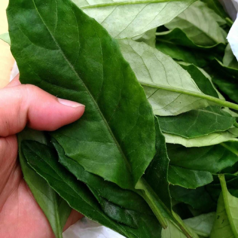 尼基羅草 當天採收寄出 蝦皮購物