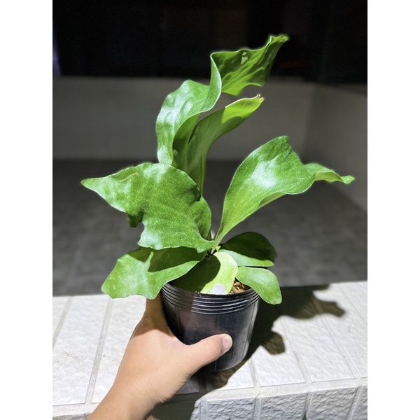 深綠龍鹿角蕨 Platy. cv.dragon 雨林 觀葉 斑葉 網紅 IG 室內 植物 小李植栽