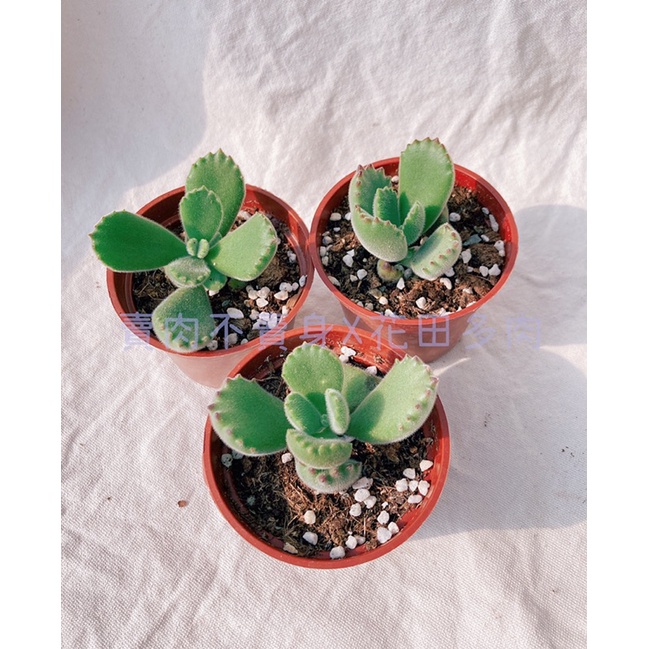 熊童子3寸盆多肉植物 蝦皮購物