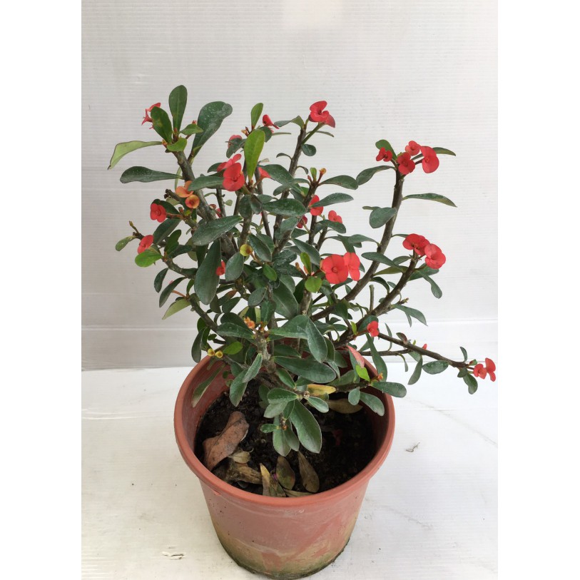 花囍園 襯景圍籬植物 無刺麒麟花 葉面光滑 全年開花 5吋高約15 25cm 售215特價180 蝦皮購物