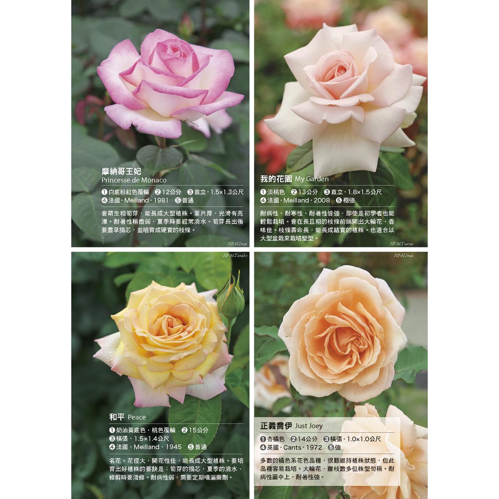 噴泉 全年度玫瑰栽培基礎書 蝦皮購物