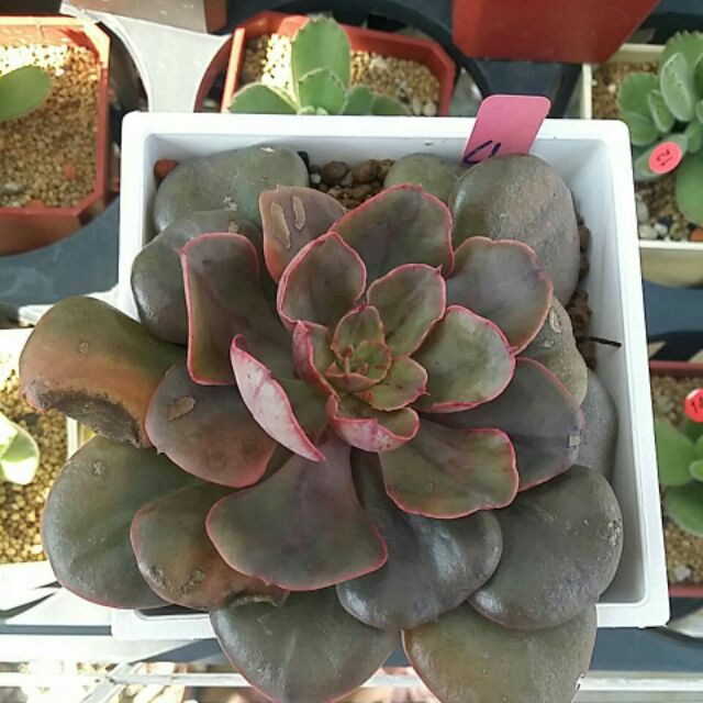 多肉植物 紅豆 沙薇紅4 四吋穩根 蝦皮購物