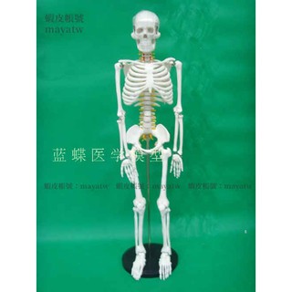 (MD-B_0520)高階人骨素描模型85cm 人體模型 醫學教具 人體骨架 人骷髏骨