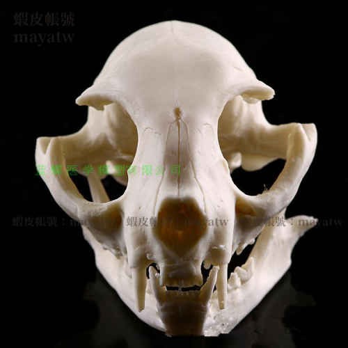 (MD-B_0772)招財貓頭骨模型樹脂動物骨骼骨架動物頭骨模型樹脂骷髏頭手把件