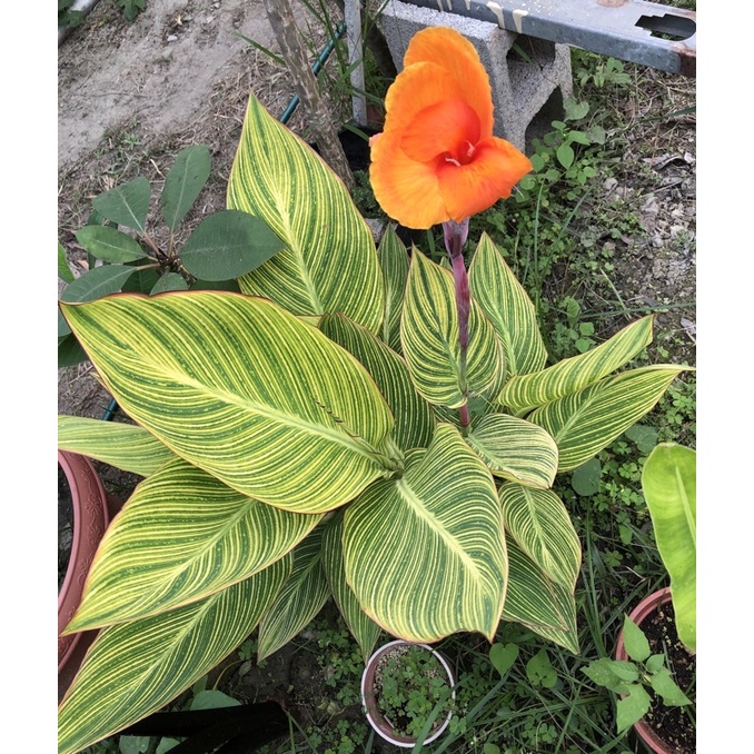 美斑斑葉蓮蕉_60公分內