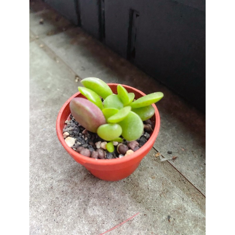 赤水玉天章 拍賣 評價與ptt熱推商品 21年4月 飛比價格