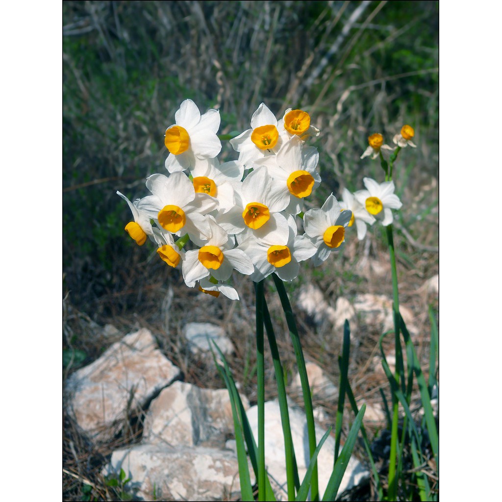 未稀釋水仙口紅水仙原精 Narcissus Absolute Oil 蝦皮購物