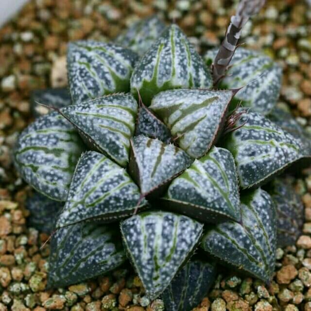 雪景色多肉植物haworthia 百合禮物小物 白色斑塊 蝦皮購物