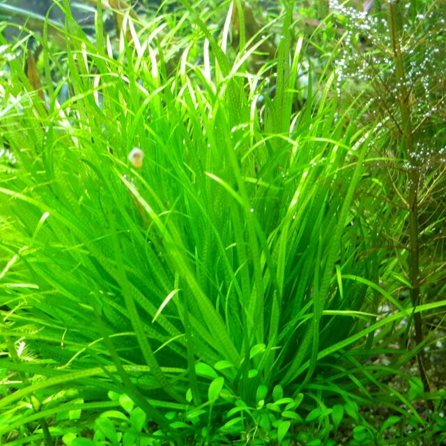 日本簀藻