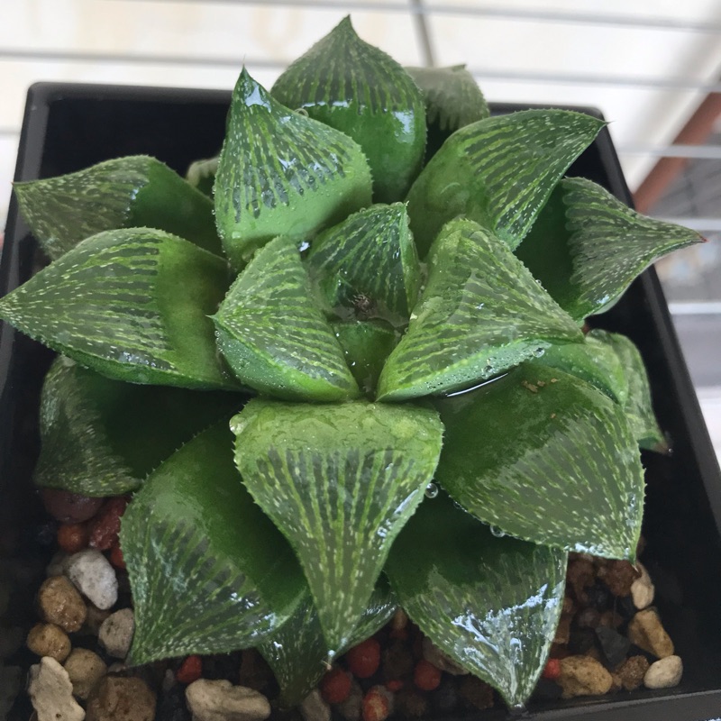 青木壽百合科多肉植物 蝦皮購物