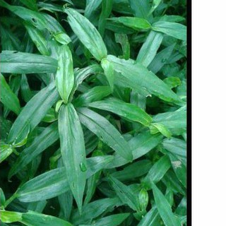 第7頁泡泡龍的價格推薦 21年5月 比價撿便宜