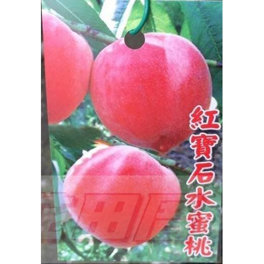 花田厝_水果苗--紅寶石水蜜桃(高版)--新品種 4吋盆 (不建議超取)