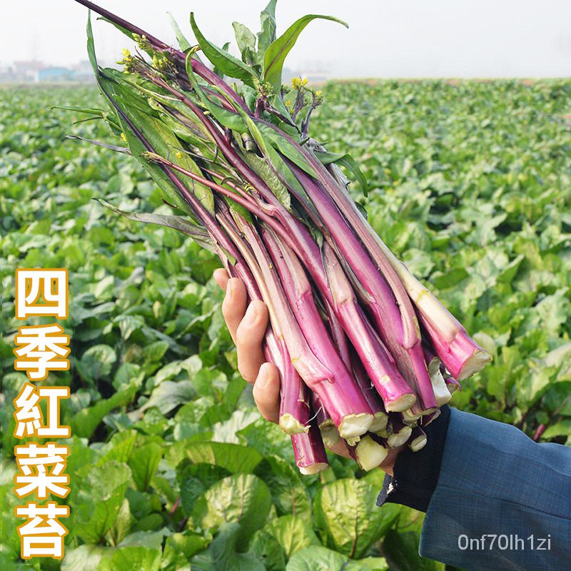 蔬菜種子紅菜苔種子紅色四九菜心種子農家四季播盆栽苔菜 蝦皮購物