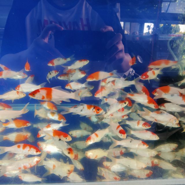 小錦鯉的價格推薦 22年5月 比價比個夠biggo