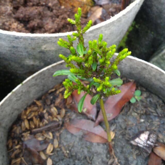 大自然種苗園~達摩羅漢松