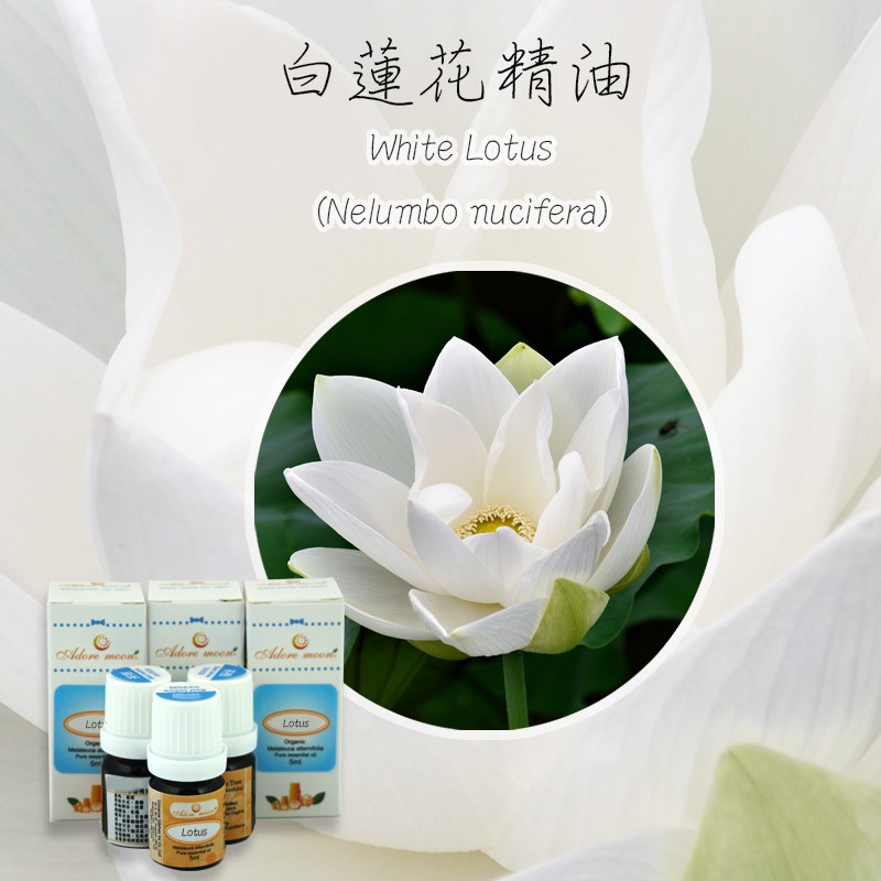 白蓮花精油3ml 開啟智慧的王者之油 蝦皮購物
