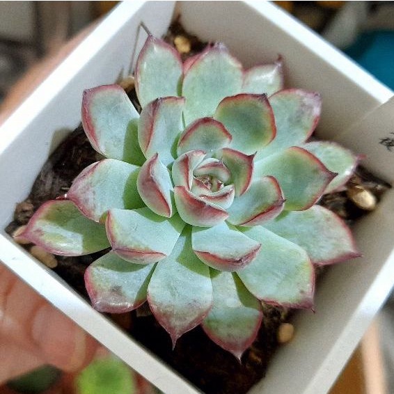 愛特多肉販 景天美紅邊花月夜3號方盆穩根 蝦皮購物