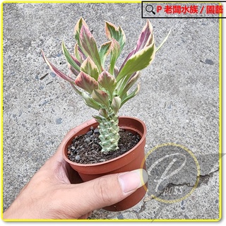 P老闆園藝~翡翠閣錦 蒼龍錦 仙人掌 多肉 3吋盆