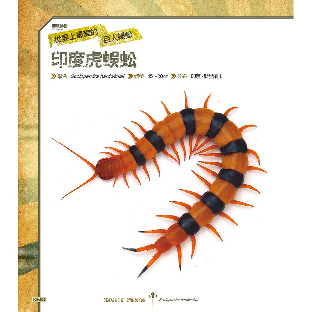 世界奇蟲圖鑑 怪模怪樣怪可愛 蝦皮購物