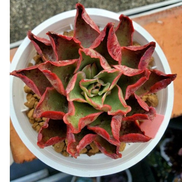 多肉植物 夏洛特龍西馬交種 蝦皮購物