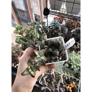 多肉植物胖胖星一寸盆非小米星太陽星博星 蝦皮購物