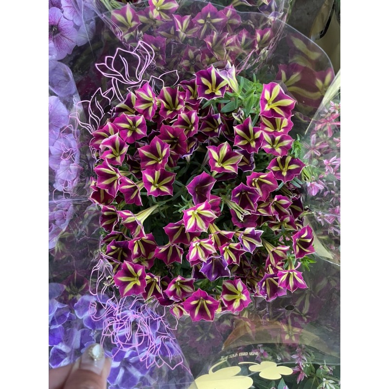 霏霏園藝小花日日春特價一棵150元5吋盆 蝦皮購物