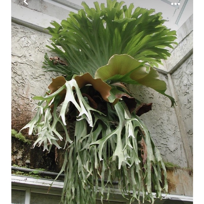 巨獸鹿角蕨Platycerium grande （2.5寸盆）