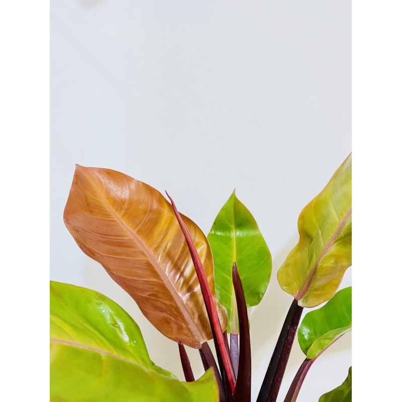 「有話植說」手作植栽-彩虹帝王 新葉紅轉綠漸層美✨ 蔓綠絨 室內植栽 觀葉植物 6吋白盆