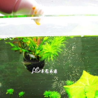 【AC草影】Mr.Aqua 水族先生 高濃縮去殼豐年蝦卵（70ml）【一罐】小魚飼料 仔蝦飼料 繁殖用飼料