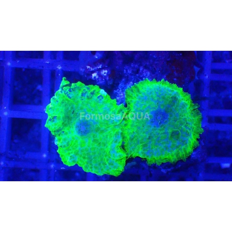 Formosaaqua丑魚棧 芥末綠虎耳 人工繁殖 顏色亮麗 海水缸必備美品 蝦皮購物