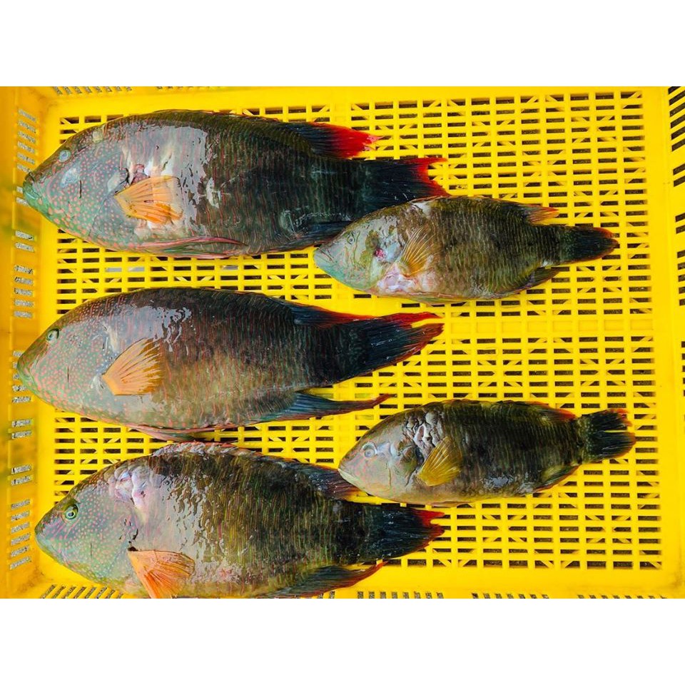 澎湖七美海鮮口口呷】 澎湖七美自家延繩釣漁船新鮮三葉唇魚 蝦皮購物