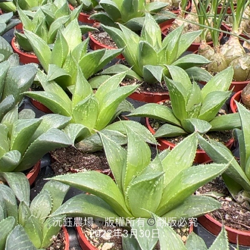 沅鈺農場   多肉植物   百合科   一吋盆/明鏡壽