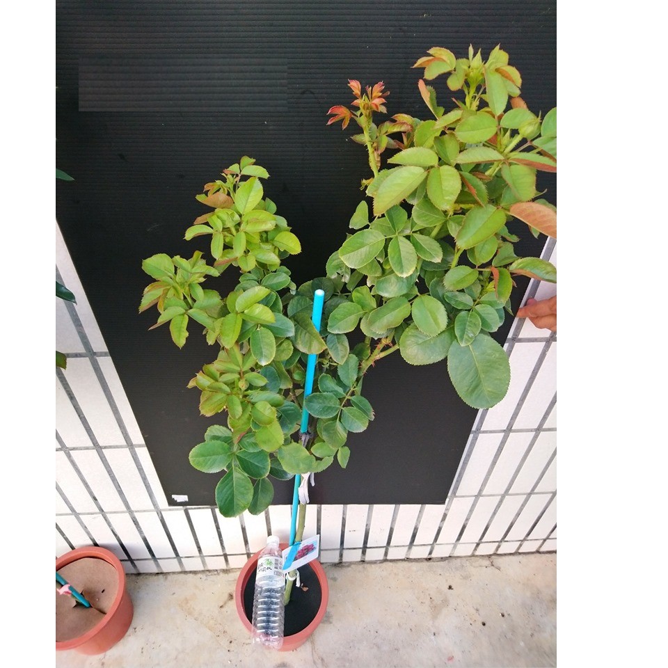 日本中香樹灌木月季苗庭院陽臺花園半爬藤芳香花卉植物四季開花 蝦皮購物