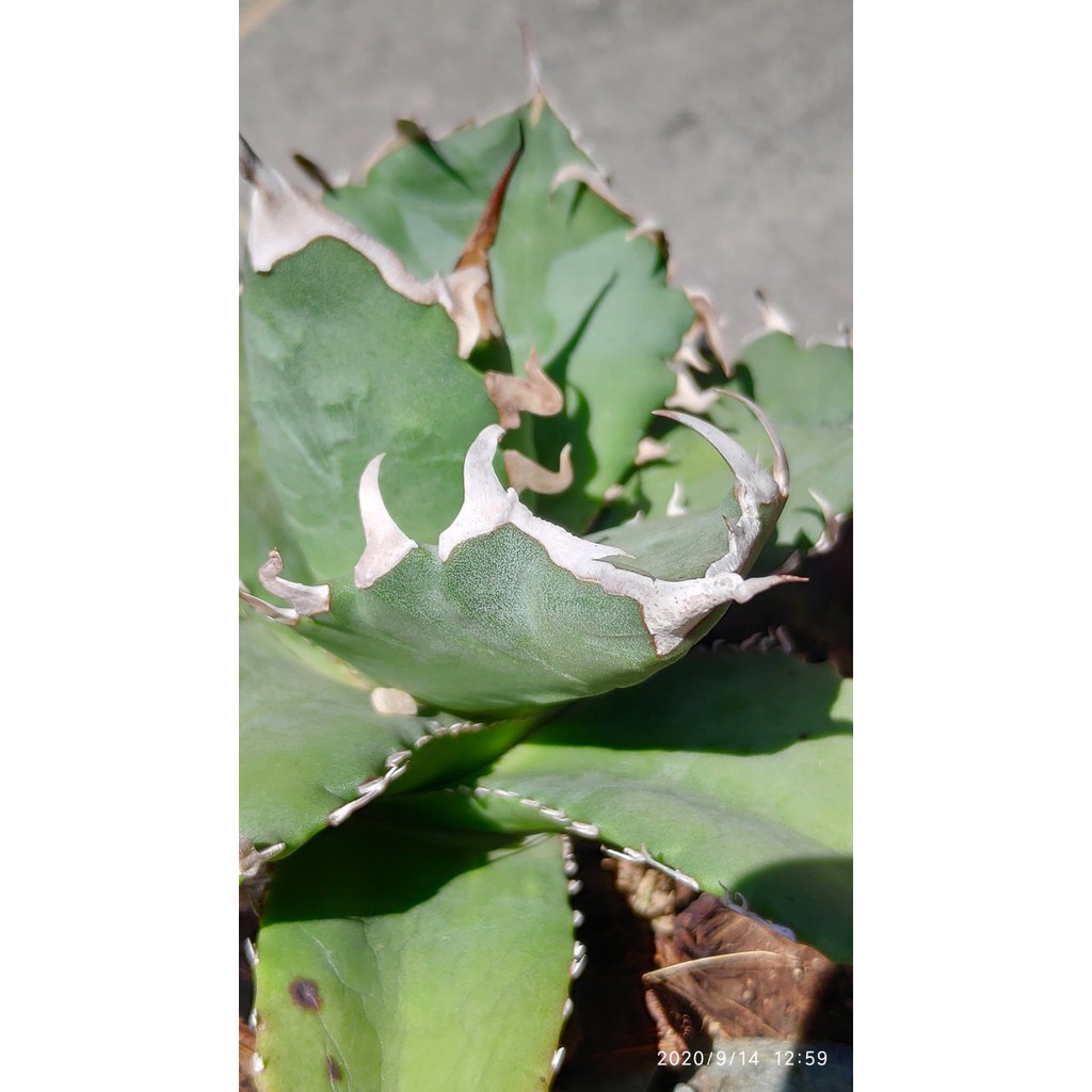 誕生日/お祝い 041 植木鉢 陶器鉢 アガべ チタノタ 多肉植物 龍舌蘭