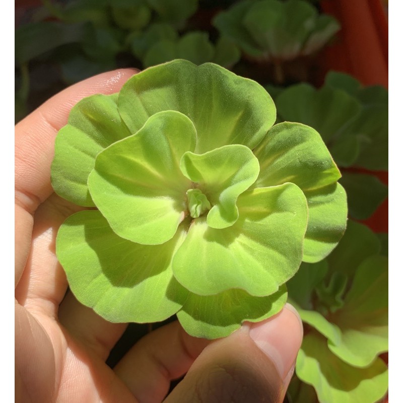 現貨 觀賞好美 玫瑰水芙蓉一朵漂浮水草除藻吸收水中養分避免藻類水草 蝦皮購物