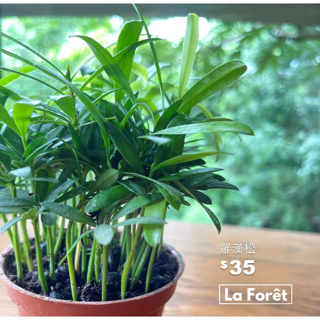 【La Forêt 植物專賣】羅漢松 / 3吋盆栽 / 療癒小物 / 居家盆栽 / 觀葉植物