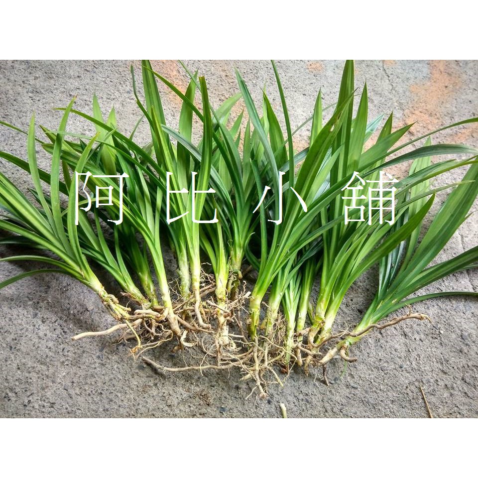 香蘭苗2棵(裸根)斑蘭苗、七葉蘭、碧血草每棵45元香蘭葉