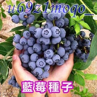 樹莓苗的價格推薦 21年9月 比價撿便宜