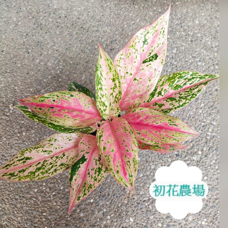 初花農場2店|粗肋草｜3寸盆｜粉紅精靈｜星光燦爛｜極光｜瑪莉安｜亞曼尼｜火狐狸｜銀后｜彩鳳｜白玉｜翠玉｜迷彩｜室內植物｜