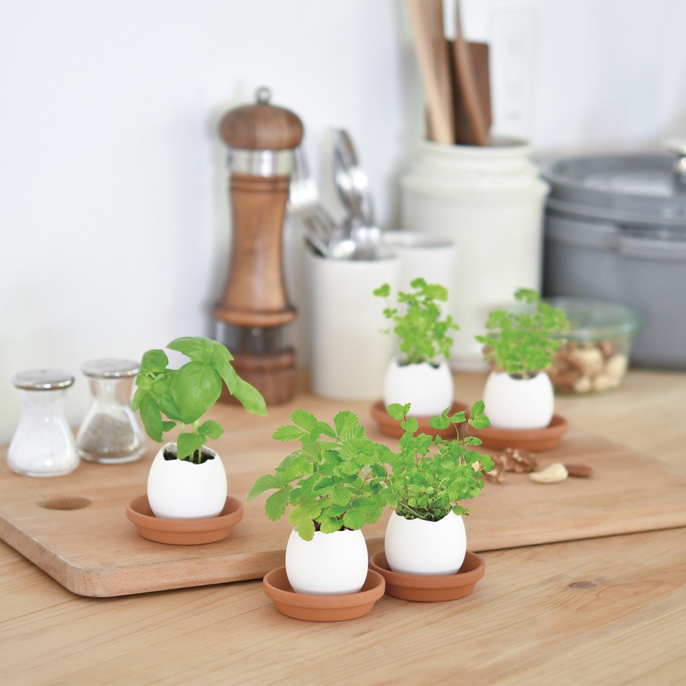 New Eggling 復刻植物栽培蛋環境友善包裝栽培蛋日本正版授權仙人掌野草莓 Goodfind找推薦 比價格