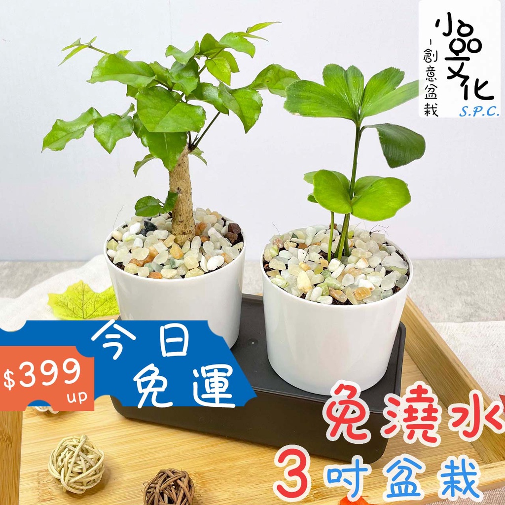 小品文化 幸運樹進財樹 現貨 3吋雙子免澆水盆栽懶人盆栽觀葉植物室內植物自動吸水創意花盆居家辦公盆花 蝦皮購物