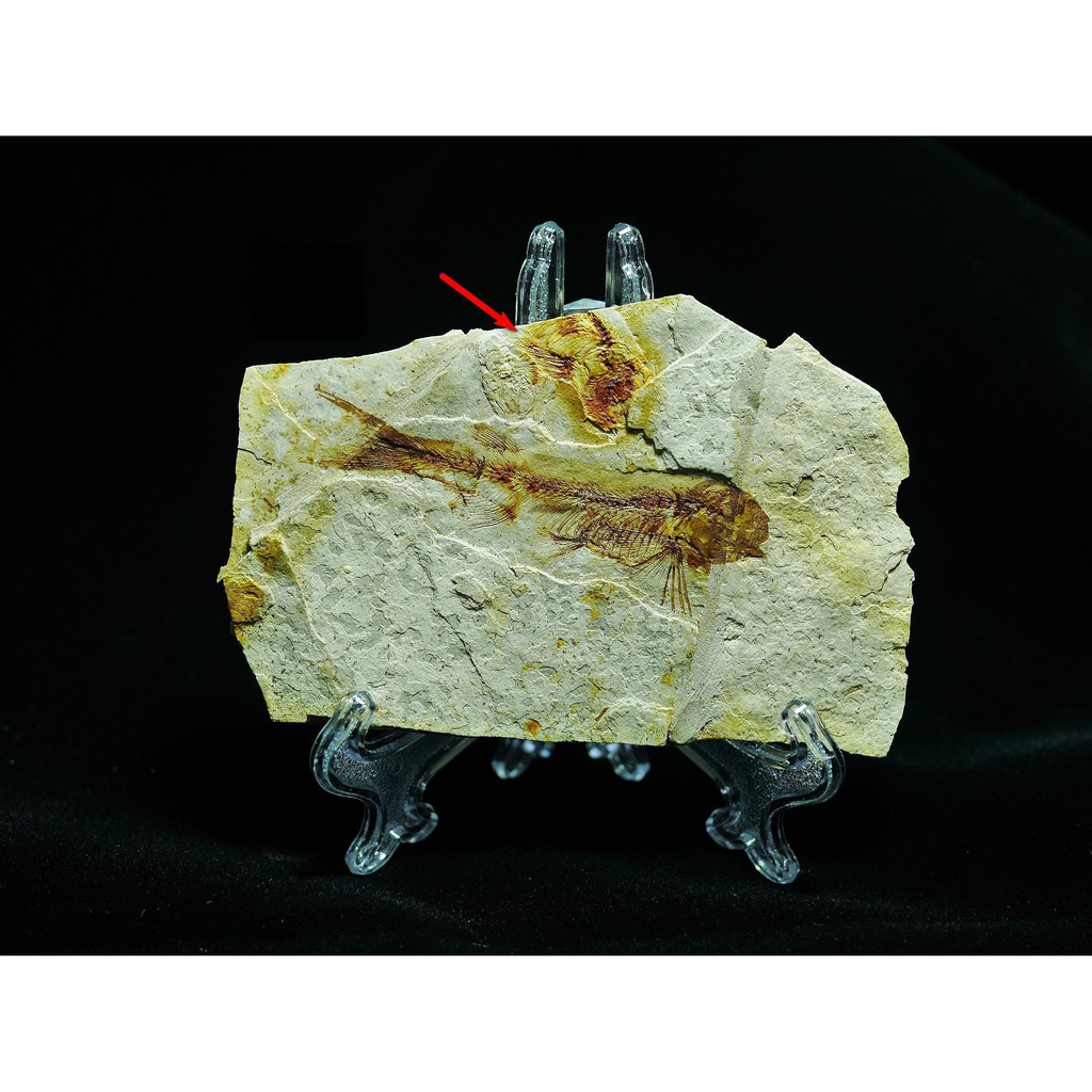 【實物實拍】【現貨】【露蝦】大陸的狼鰭魚化石板(附架子) (母岩106mm，魚體73mm+半隻魚) 古生物化石