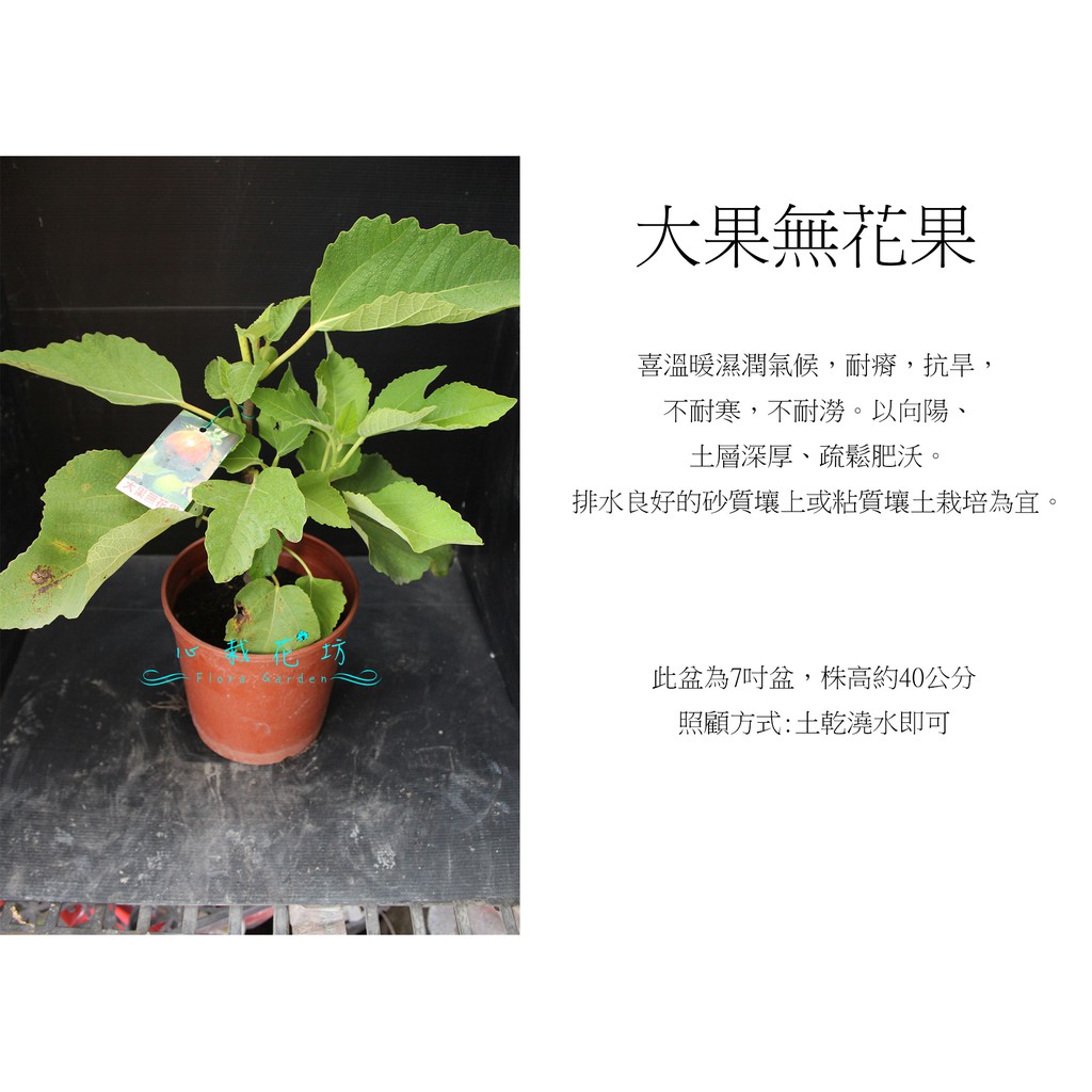 心栽花坊-大果無花果/7吋/無花果/水果苗/售價280特價220