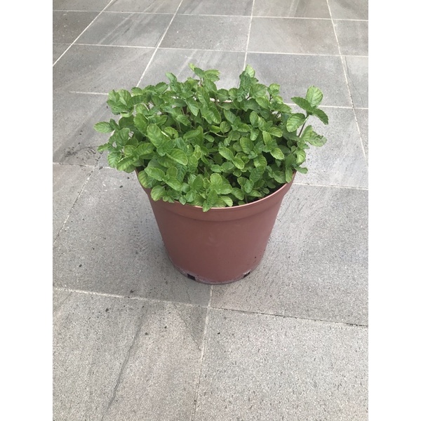 桃園2號仙草苗 超濃香氣 燒仙草植物 單棵苗 可面交限員林 蝦皮購物