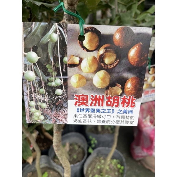 方方園藝嫁接胡桃。澳洲胡桃特價一棵2500元2-3年開始生果。4-5吋盆