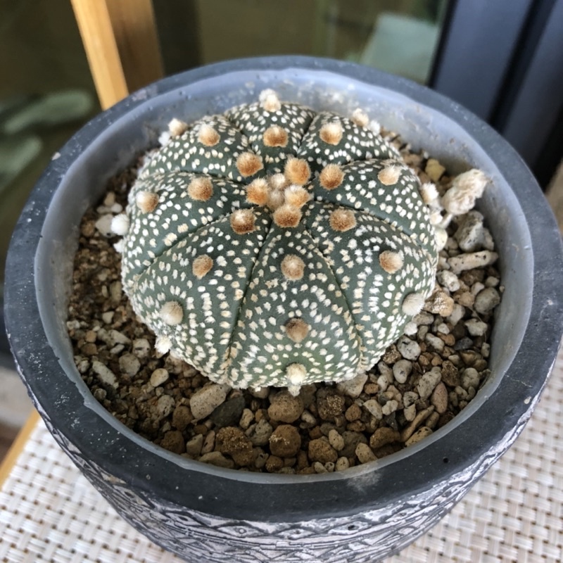 白兜星兜多肉植物組盆室內植物辦公室植物 含盆賣 白熊盆多肉盆擺飾 蝦皮購物