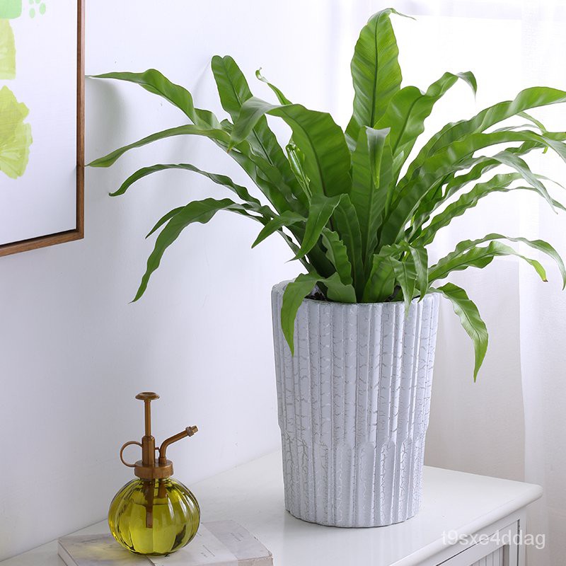 優質 精選 成匠高筒花盆陶瓷北歐大號特價家用落地有孔吊蘭客廳大花盆 蝦皮購物