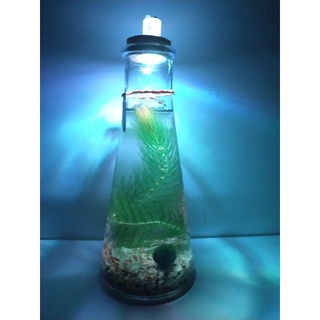 得寵家居 親子diy 水草瓶生態瓶辦公桌裝飾辦公室療癒小物綠球藻綠藻球綠藻球瓶生態瓶炸毛君團體禮品